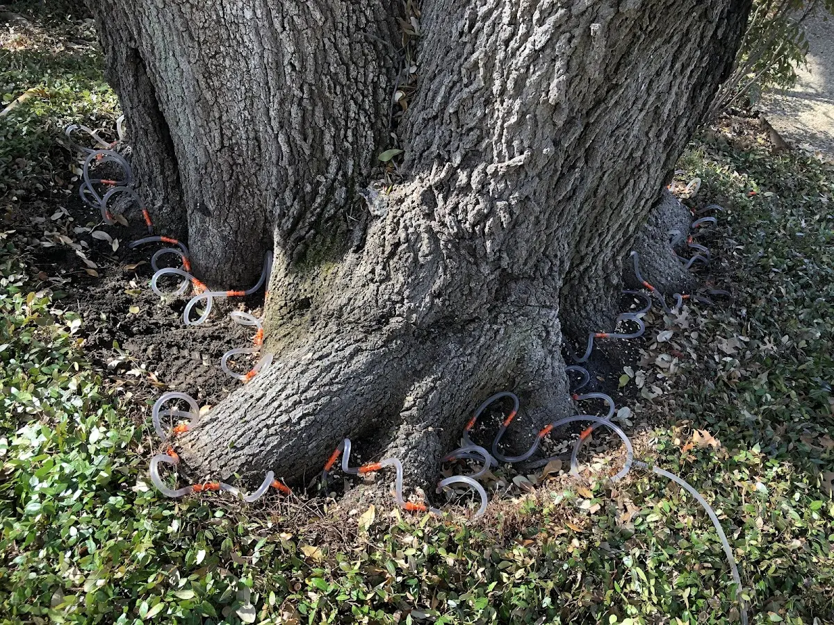 Detailed Tree Cabling and Bracing job site in Firestone