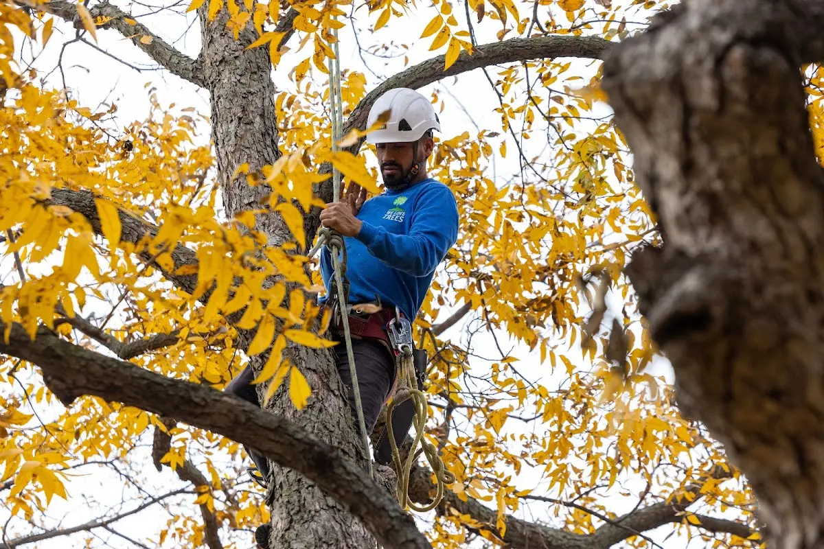 Skilled Storm Damage Cleanup crew working in Firestone