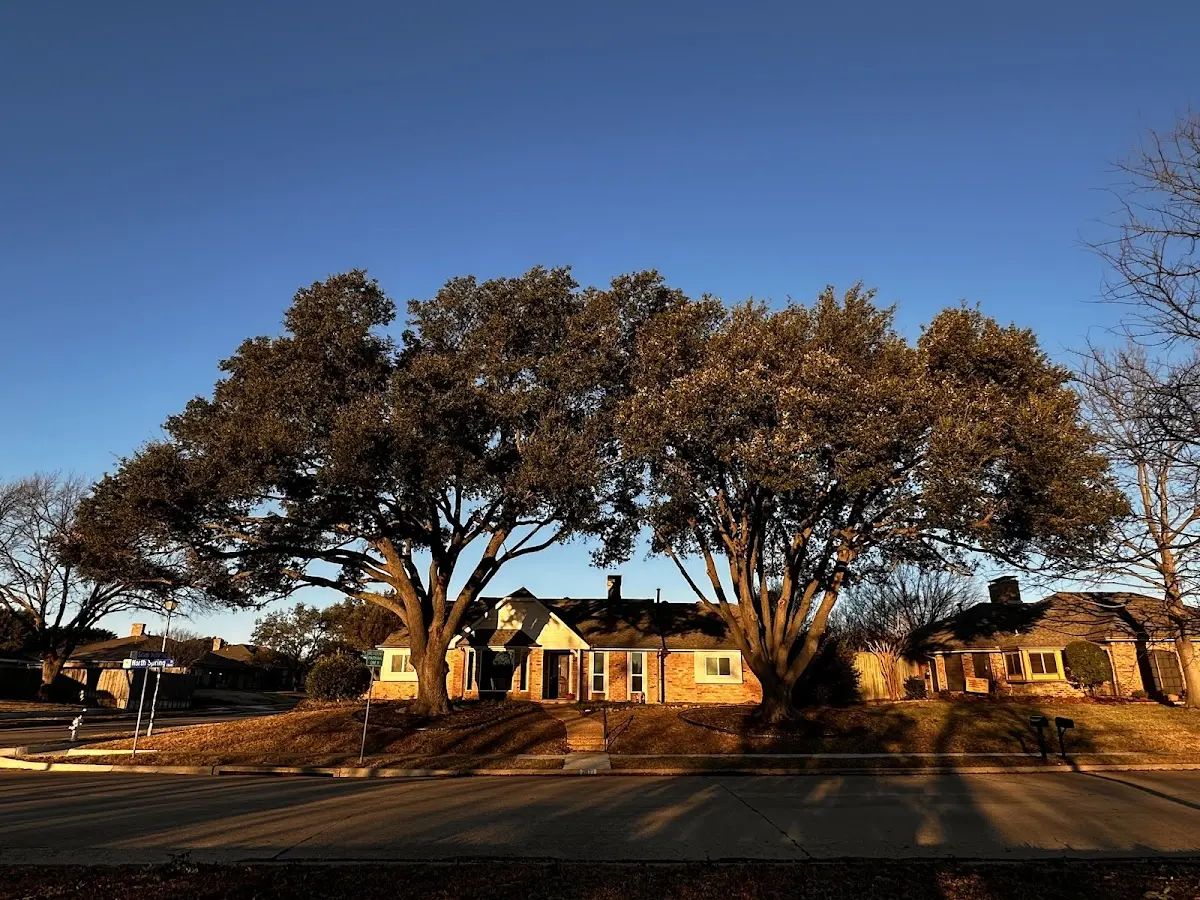 Established residential canopy tree shading a home in Firestone